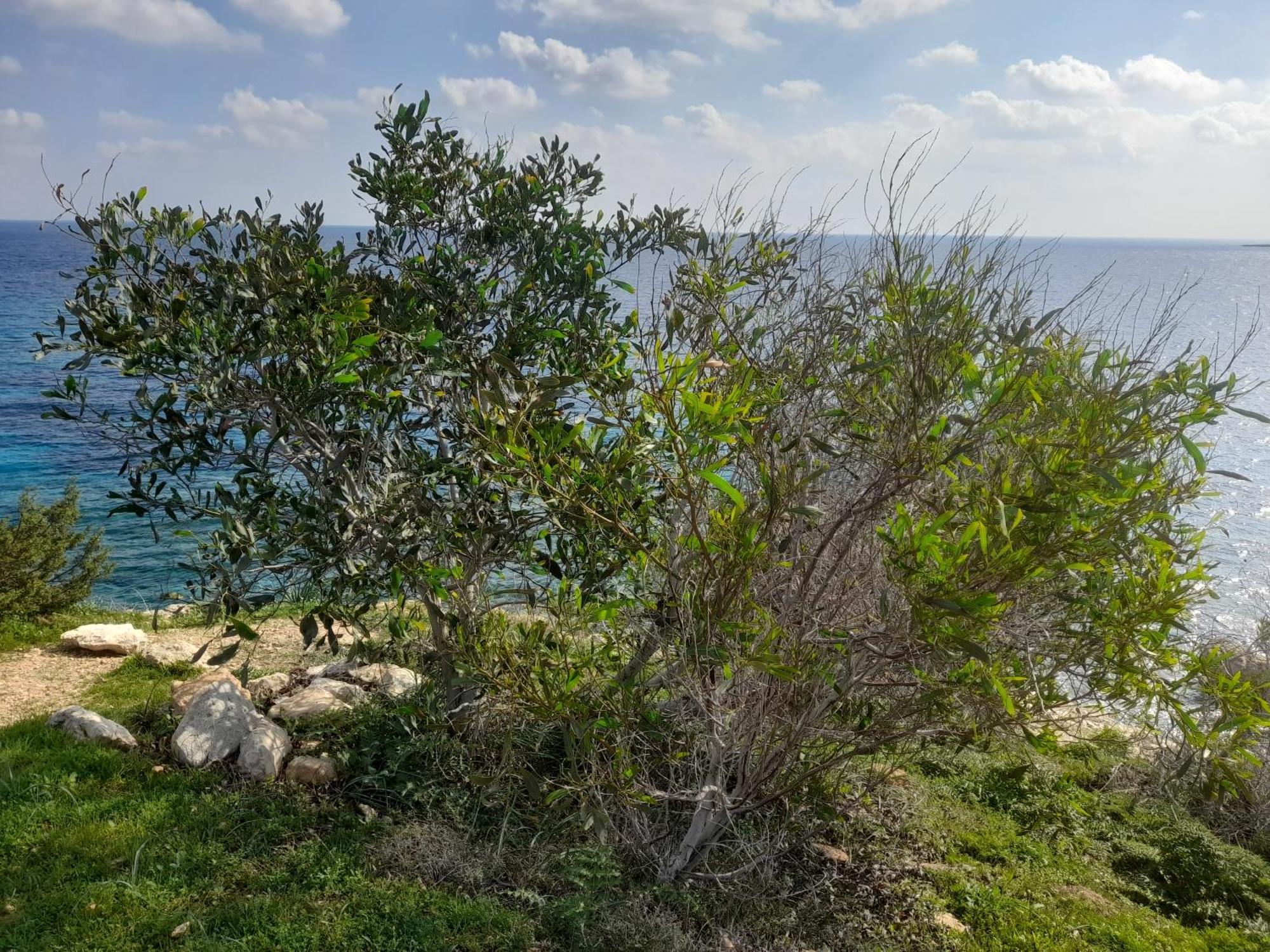 Marias Villa بروتاراس المظهر الخارجي الصورة